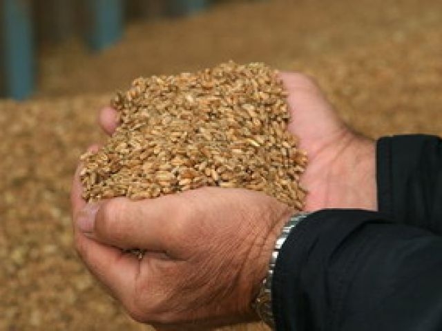 Фото 2. Фуражное зерно в Вологодской области: ячмень, пшеница, овес, кукуруза, шрот