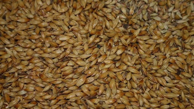 Фото 3. Фуражное зерно в Вологодской области: ячмень, пшеница, овес, кукуруза, шрот