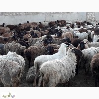 Продаю овец эдельбаевской породы