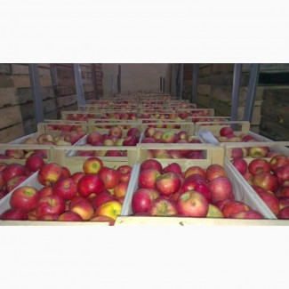 Яблоки Гала от сельхозпроизводителя
