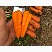 Морковь оптом напрямую от производителя, сетевого качества