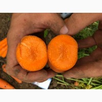 Морковь оптом напрямую от производителя, сетевого качества