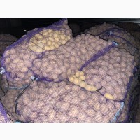 Картофель ОПТОМ от 5 тонн