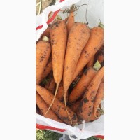 Морковь Каскад в оптом