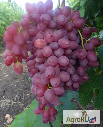 Саженцы и черенки винограда почтой по всем регионам