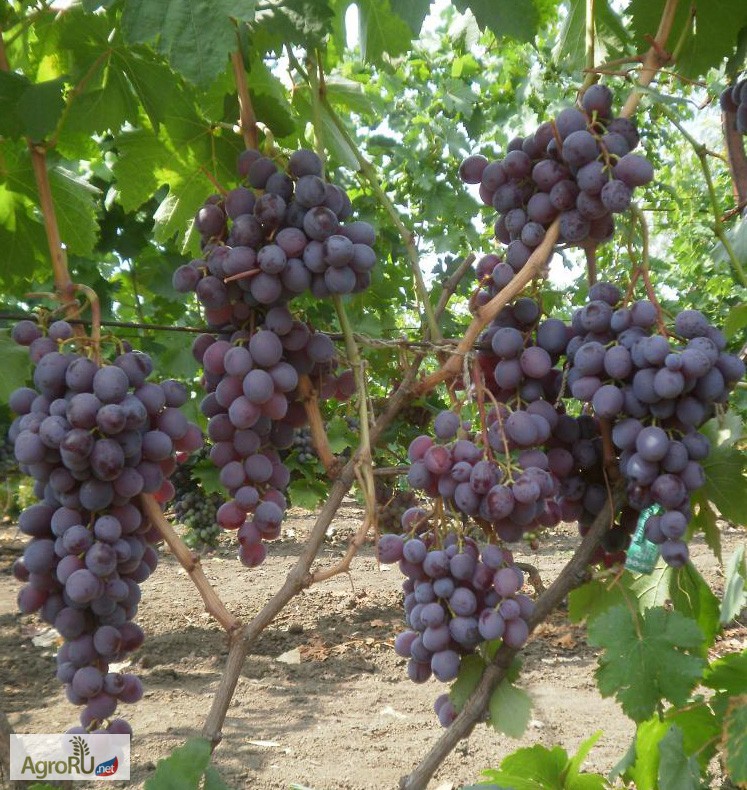 Фото 2. Саженцы и черенки винограда почтой по всем регионам