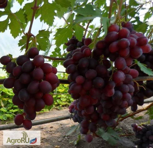 Фото 4. Саженцы и черенки винограда почтой по всем регионам