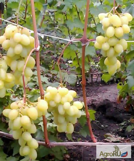 Фото 5. Саженцы и черенки винограда почтой по всем регионам