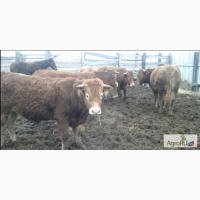 Продаем бычков живым весом