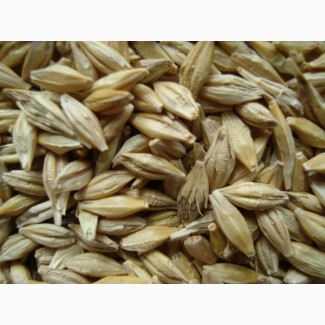Фуражное зерно в Ивановской области: ячмень, пшеница, овес, кукуруза, шрот