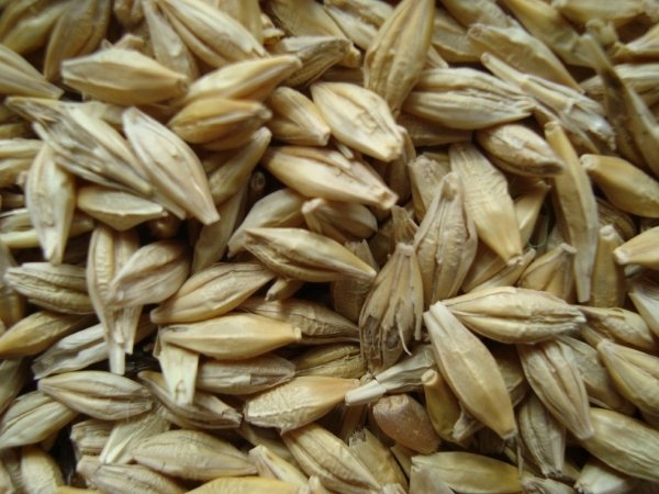 Фуражное зерно в Ивановской области: ячмень, пшеница, овес, кукуруза, шрот