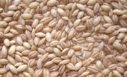 Фото 2. Фуражное зерно в Ивановской области: ячмень, пшеница, овес, кукуруза, шрот