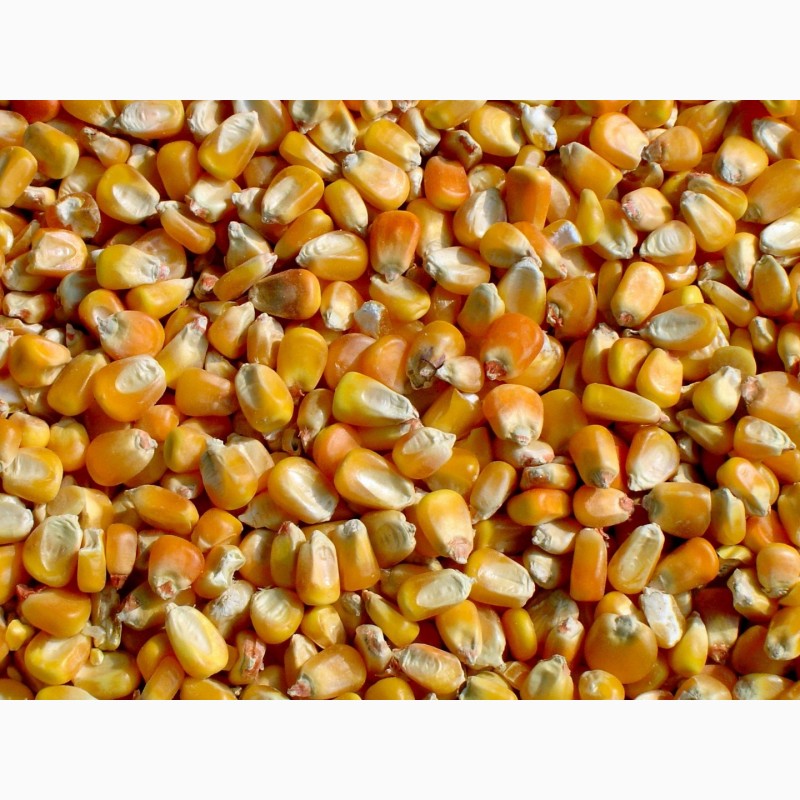 Фото 4. Фуражное зерно в Ивановской области: ячмень, пшеница, овес, кукуруза, шрот