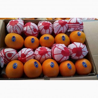 Продам апельсины Навел из Египта
