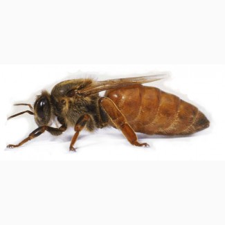 Пчелопакеты карники и пчел бакфаст (от заводчиков)