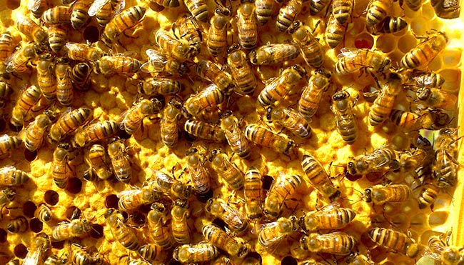 Фото 2. Пчелопакеты карники и пчел бакфаст (от заводчиков)