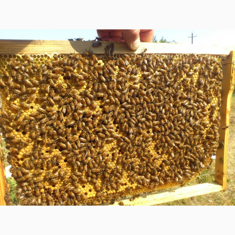 Фото 4. Пчелопакеты карники и пчел бакфаст (от заводчиков)