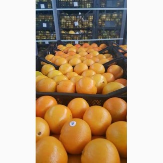 Продажа грейпфрута оптом по цене от производителя