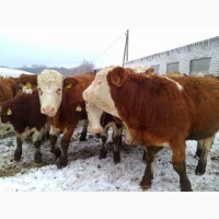 Продажа племенных бычков симментальской породы мясного направления
