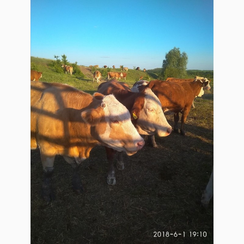 Фото 6. Продажа племенных бычков симментальской породы мясного направления