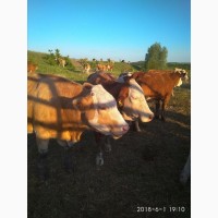 Продажа племенных бычков симментальской породы мясного направления