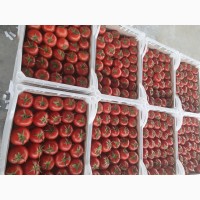 Продаем томаты хорошего качества от производителей