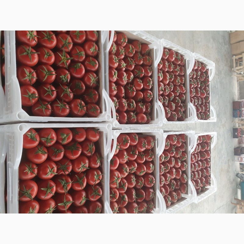 Фото 2. Продаем томаты хорошего качества от производителей