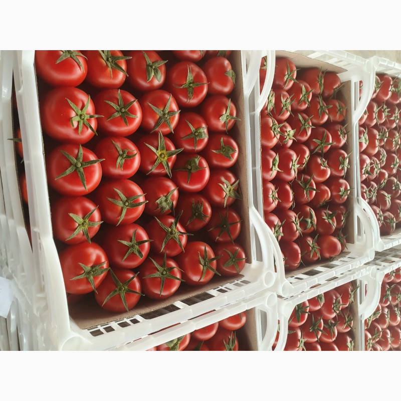 Фото 3. Продаем томаты хорошего качества от производителей