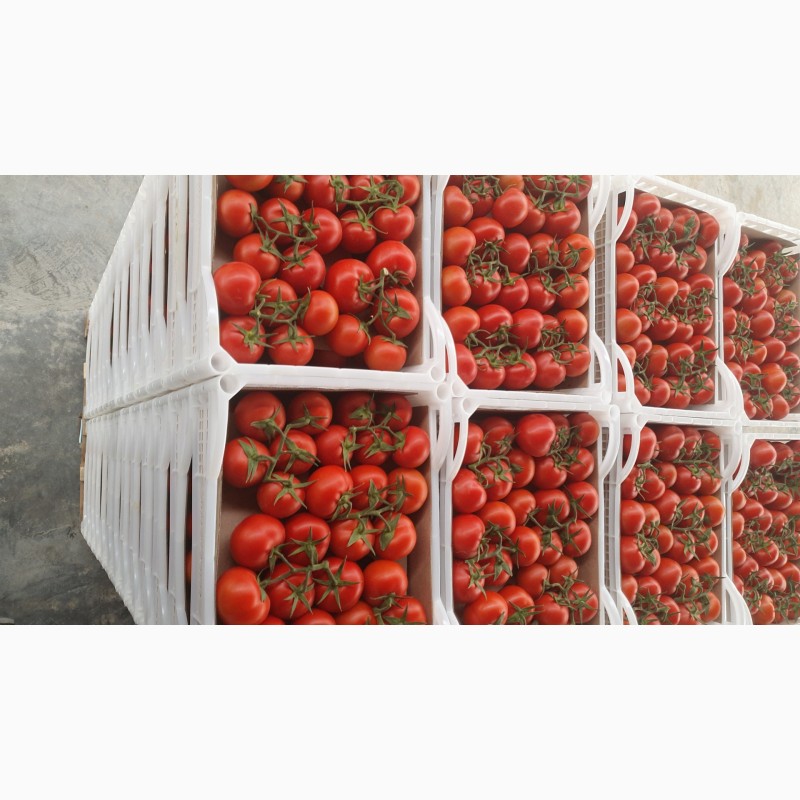 Фото 4. Продаем томаты хорошего качества от производителей