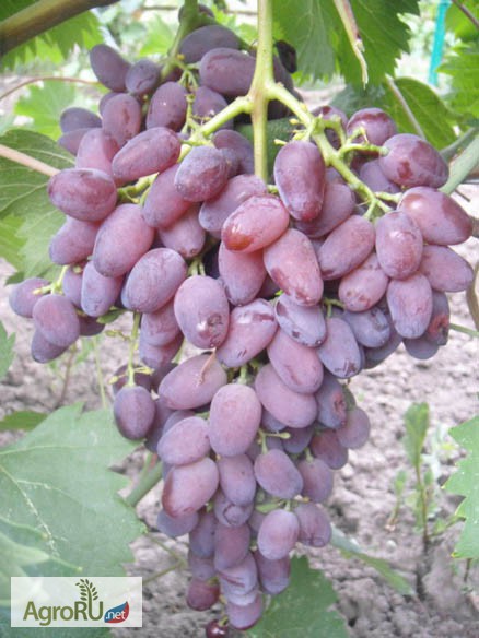Саженцы и черенки винограда новосибирска