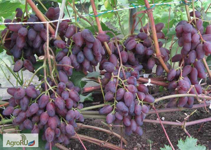 Фото 3. Саженцы и черенки винограда новосибирска