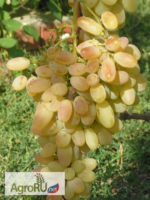 Фото 4. Саженцы и черенки винограда новосибирска