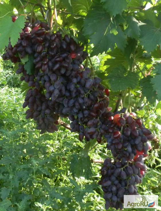 Фото 5. Саженцы и черенки винограда новосибирска