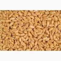 Пшеница 4, 5 класс