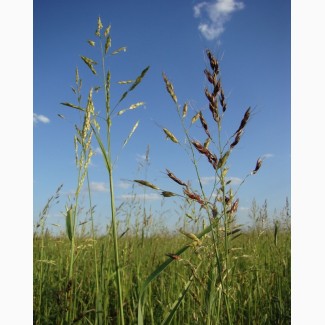 Семена суданской травы Новосибирская 84 (РС-1)