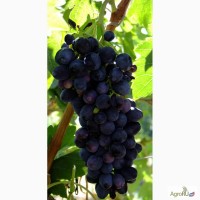 Саженцы и чубуки винограда в хабаровске