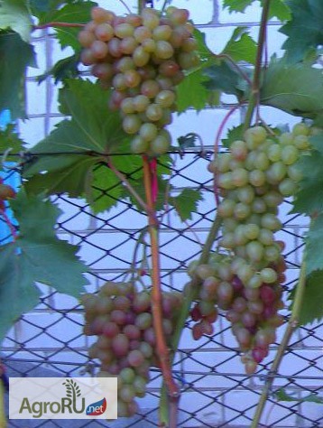 Фото 2. Саженцы и чубуки винограда в хабаровске
