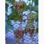 Саженцы и чубуки винограда в хабаровске