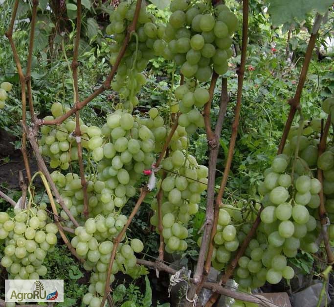 Фото 3. Саженцы и чубуки винограда в хабаровске