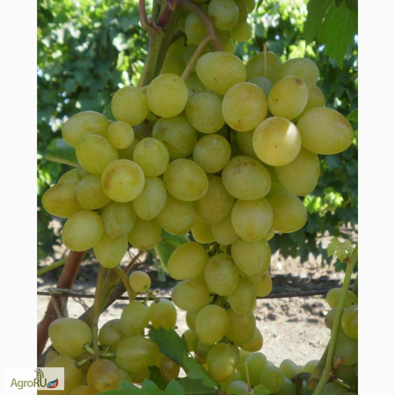 Фото 4. Саженцы и чубуки винограда в хабаровске