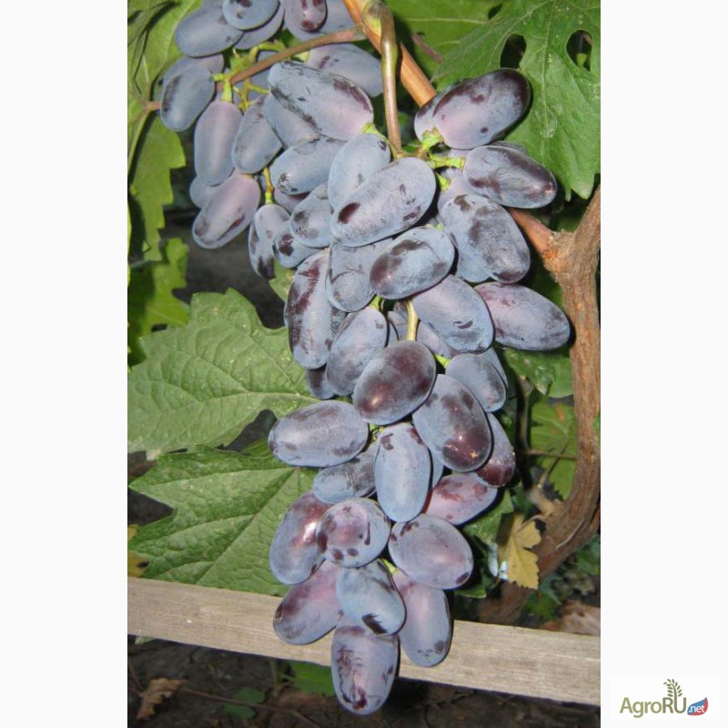 Фото 5. Саженцы и чубуки винограда в хабаровске