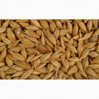 Фуражное зерно в республике Карелия: ячмень, пшеница, овес, кукуруза, шрот
