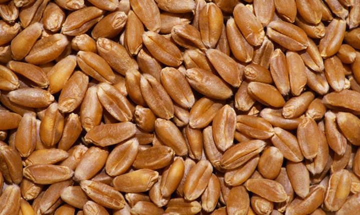 Фото 2. Фуражное зерно в республике Карелия: ячмень, пшеница, овес, кукуруза, шрот