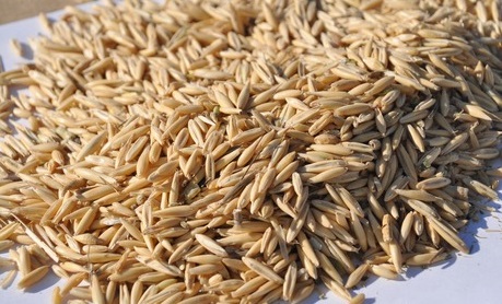 Фото 3. Фуражное зерно в республике Карелия: ячмень, пшеница, овес, кукуруза, шрот