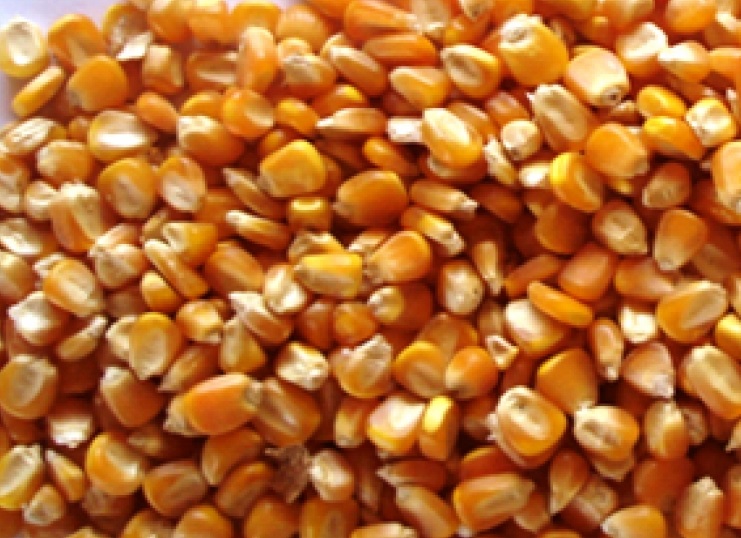 Фото 4. Фуражное зерно в республике Карелия: ячмень, пшеница, овес, кукуруза, шрот