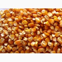 Фуражное зерно в республике Карелия: ячмень, пшеница, овес, кукуруза, шрот