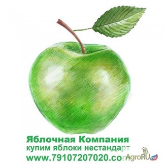 Купим яблоки для переработки (для садоводов-производителей цены выше рыночной)