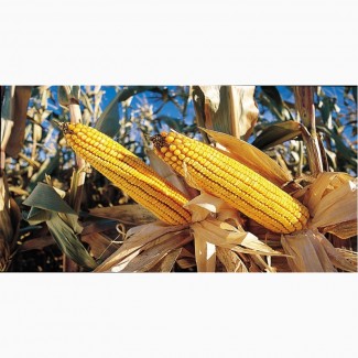 Предлагаем семена гибридов кукурузы урожая 2017года, с одним протравителем