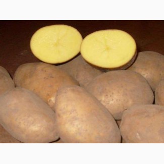 Картофель 5+ от 5 тонн