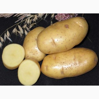 Картофель оптом со склада в Воронеже
